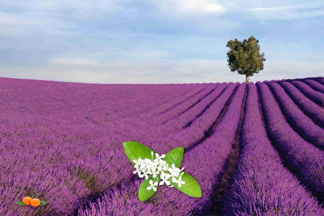 Belebung & Erfrischung der Haut mit dem Amyris-Lavendel Massageöl von DaniChou - DaniChou-Store